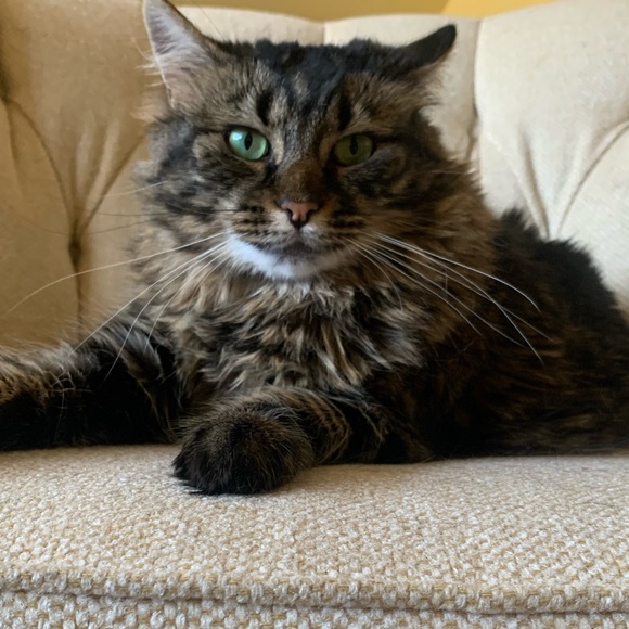 Meet your Posher, Brittany - Picture 1 of 1